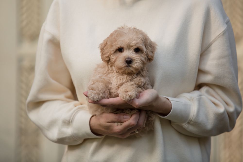 Maltipoo Puppies for Sale